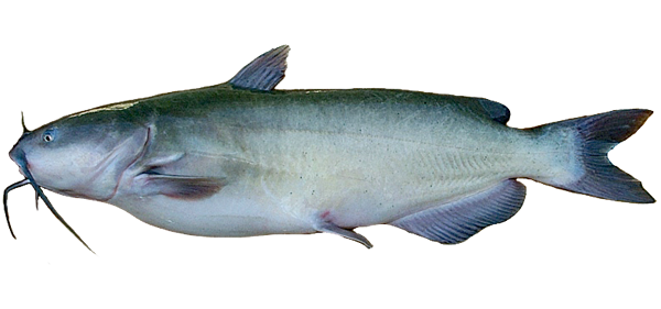 Blue Catfish