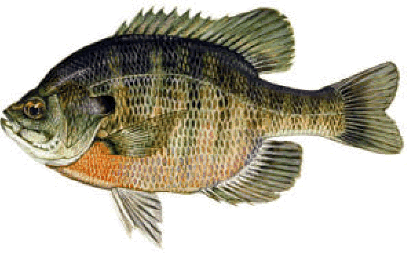 Bream