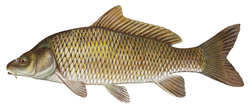 Carp