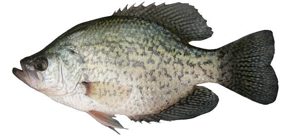 Crappie