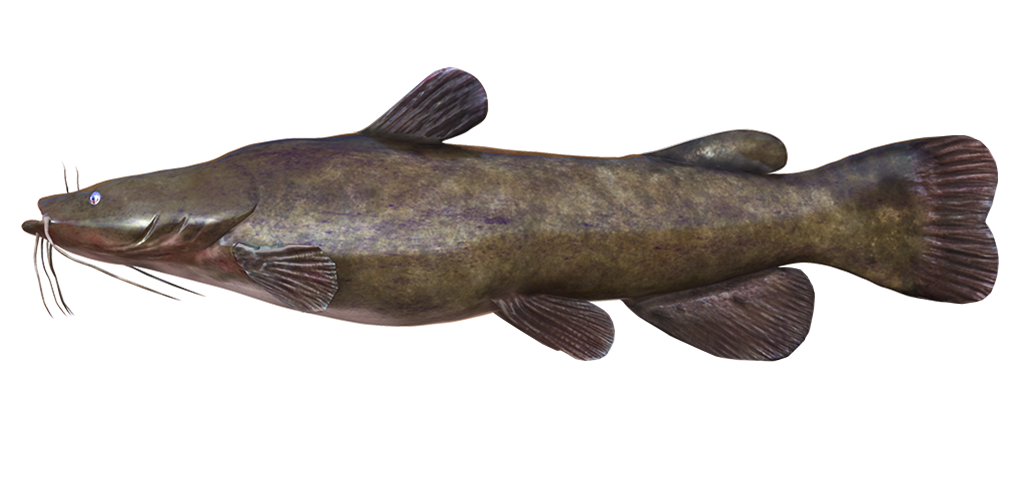 Flathead Catfish