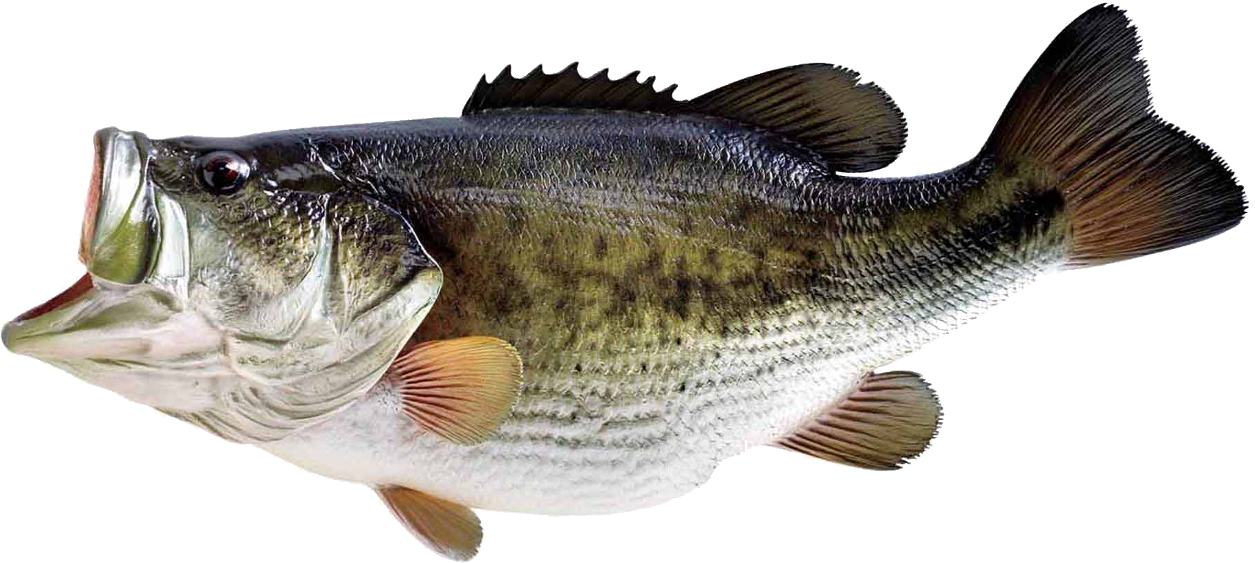 Largemouth Bass